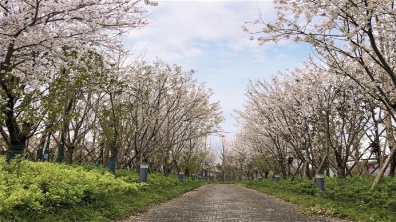 阡陌之美、田園之趣——簡(jiǎn)析杉木路綠帶景觀設(shè)計(jì)項(xiàng)目